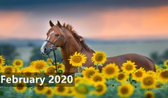 Download Free Official Windows 10 4K Themes of Feb 2020