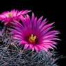 Cactus Flowers