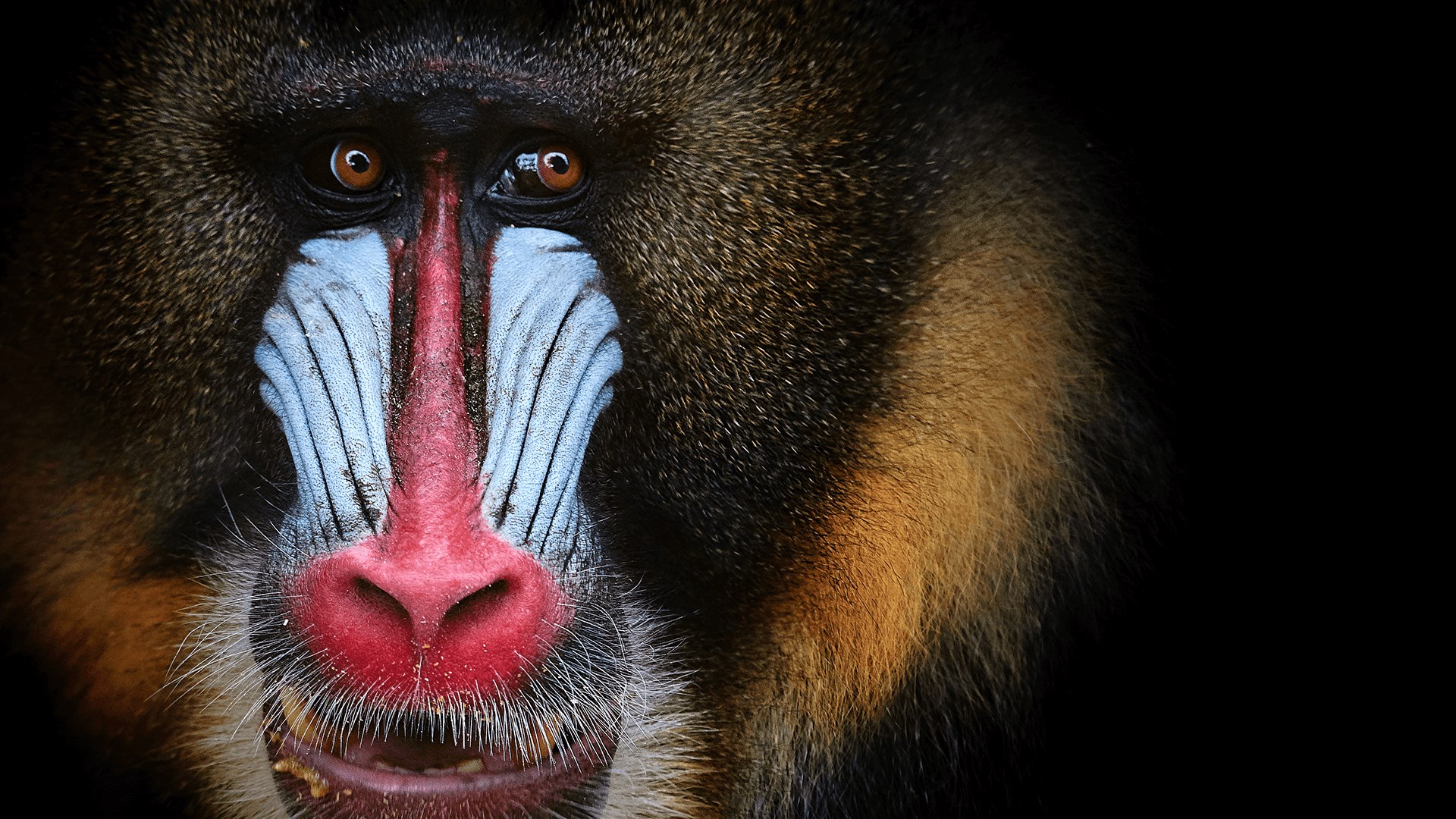 Animal Portraits PREMIUM screenshot