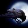 Call of the Raven icon