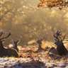 National Geographic Antlers in Autumn PREMIUM icon