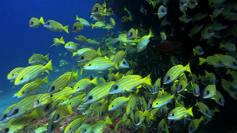 PUSH Video Wallpaper screenshot